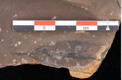 Foto (Detailsansicht) von Quercus palaeoilex Ettingshausen (NHMW-GEO-2024-0188-0771)